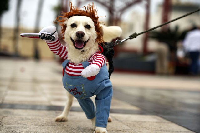 Coco, a dog dressed as Chucky, participates in a halloween pet show in Callao, Peru, Sunday, October 27, 2024. (Photo by Guadalupe Pardo/AP Photo)