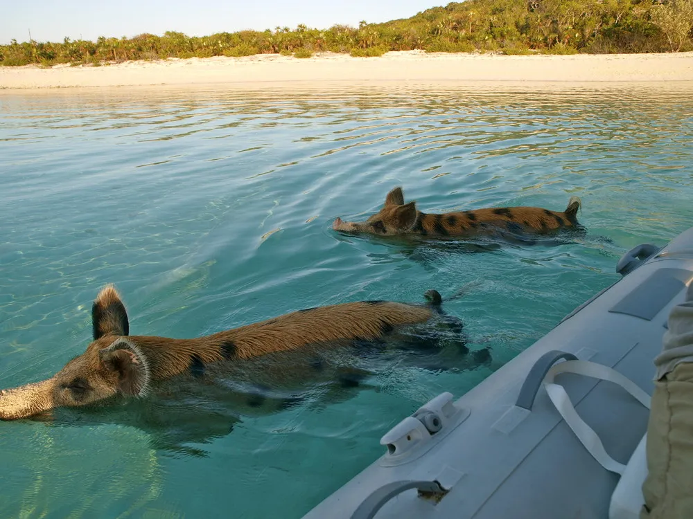 Swimming Pig off the Island of Big Major Cay