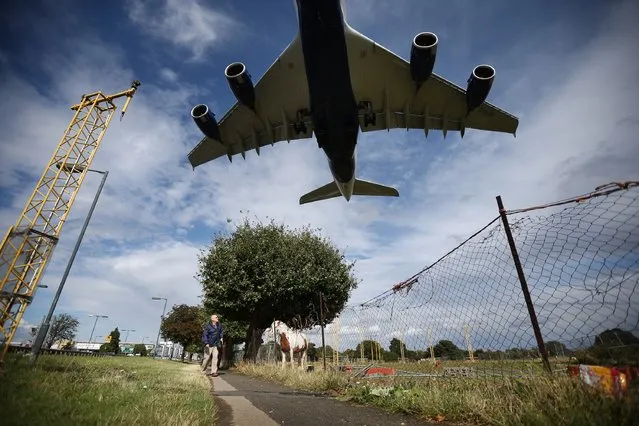 A passenger plane comes into land over a field containing horses at Heathrow Airport on August 11, 2014 in London, England. Heathrow is the busiest airport in the United Kingdom and the third busiest in the world. The airport's operator BAA wants to build a third runway to cope with increased demand. (Photo by Peter Macdiarmid/Getty Images)