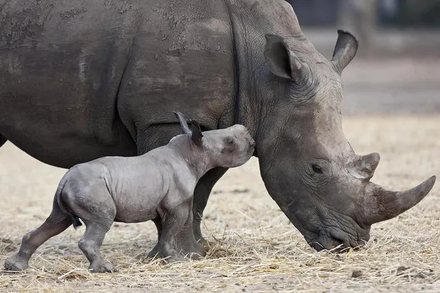 A new-born female square-lipped rhinoceros approaches its mother Keren at the Ramat Gan Safari near Tel Aviv, Israel, 24 August 2015. The yet unnamed rhino was presented to the public as part of a special breeding program of the Safari. (Photo by Abir Sultan/EPA)
