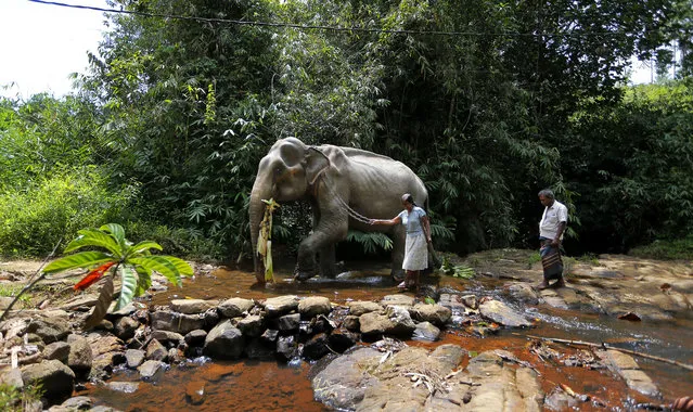 In this July 5, 2016 file photo, a Sri Lankan female mahout and her husband walk with their tamed elephant across a waterway in Baduraliya, a village outside Colombo, Sri Lanka. Sri Lanka’s government says it is ready to forgive the owners of poached elephants and give them a chance to apply for an elephant license provided they can prove in court that they did not know the animals that were confiscated from them had been illegally captured from the wild. Though capturing wild elephants has been banned for decades and registration records indicate there should be only 127 elephants in captivity, most of them older, young elephants are a common sight in the country's 400 or so Buddhist religious processions and traditional ceremonies every year. (Photo by Eranga Jayawardena/AP Photo)