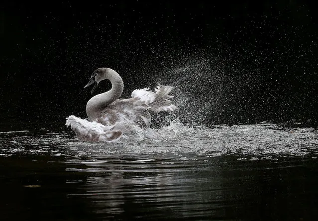 A cygnet splashes in the loch at Callendar Park in Falkirk, UK on October 10, 2017. (Photo by Andrew Milligan/PA Wire)