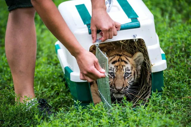 A two-month old Siberian tiger (Panthera tigris altaica) cub is released from the transport box into its enclosure in Veszprem Zoo in Veszprem, 108 kms southwest of Budapest, Hungary, 03 August 2016. (Photo by Boglarka Bodnar/EPA)