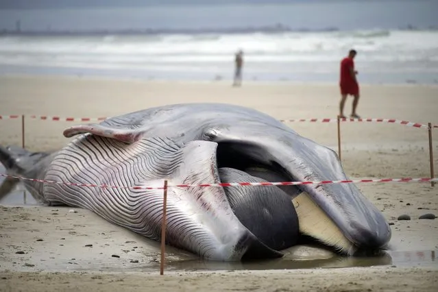 A passer-by walks away from a 16-meter beached rorqual whale, on the beach of Treguennec, western France on September 10, 2022. This cetacean is the second to be stranded in Finistere region in eight days, after the one from the Sein Island on September 2. (Photo by Fred Tanneau/AFP Photo)