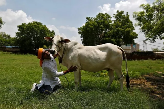 Jitendra Depuriya, a member of a Hindu nationalist vigilante group established to protect cows, is pictured with an animal they claimed to have saved from slaughter, in Agra, India August 8, 2016. (Photo by Cathal McNaughton/Reuters)