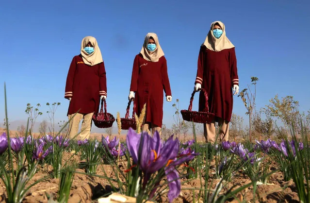 Afghan women collect saffron flowers in the Karukh district of Herat, Afghanistan, 04 November 2017. The Saffron industry in the province of Herat, based on the figures, has hired more than five thousand people, with 40 percent of them are women, to cover about 1000 acres of land. The plant is seen as an alternative to the poppy cultivation and international buyer around the world have been attracted for its good quality including Europe, US, China, and India. (Photo by Jalil Rezayee/EPA/EFE)