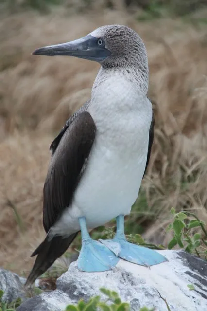 Blue-Footed Booby