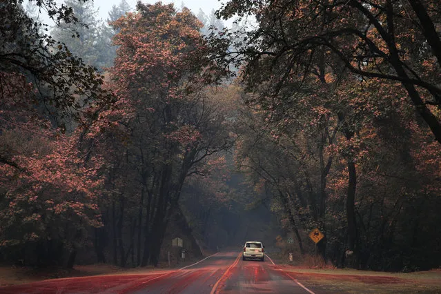 An SUV passes trees covered in fire retardant as wildfires continue to burn Thursday, October 12, 2017, near Calistoga, Calif. Officials say progress is being made in some of the largest wildfires burning in Northern California but that the death toll is almost sure to surge.  (Photo by Jae C. Hong/AP Photo)