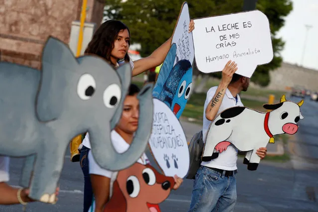 Activists stands on the street with placards during a protest against the use of animals in food, clothing production and circuses, in Ciudad Juarez, Mexico, August 27, 2016. The placard (R) reads “The milk is for my calves”. (Photo by Jose Luis Gonzalez/Reuters)