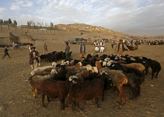 Afghan vendors wait for customers at a livestock market in Kabul, Afghanistan September  21, 2015. Muslims around the world are preparing to celebrate Eid al-Adha, marking the end of the Haj, by slaughtering sheep, goats, cows and camels to commemorate Prophet Abraham's willingness to sacrifice his son Ismail on God's command. (Photo by Mohammad Ismail/Reuters)