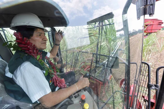 Bolivia's President Evo Morales is seen during a sugar cane harvest near San Buenaventura state sugar mill in San Buenaventura, north of La Paz, Bolivia, August 29, 2016. (Photo by Reuters/Courtesy of Bolivian Presidency)