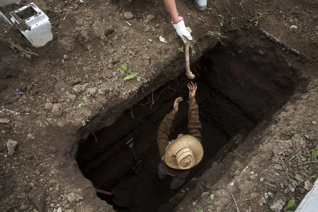 In this Oct. 14, 2014 photo, gravediggers remove unmarked loose bones from the bottom of a grave as they prepare it for a fresh burial, after removing more recent remains from a coffin for delivery to the family in Mexico City. With cemeteries rapidly reaching capacity in one of the world's biggest cities, families are forced to exhume and remove their relative's remains after a period of several years. (AP Photo/Rebecca Blackwell)