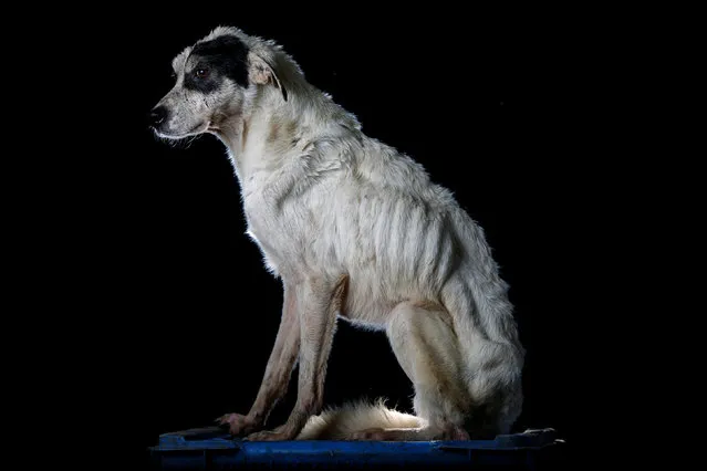 Mancha is pictured at the Famproa dogs shelter in Los Teques, Venezuela August 16, 2016. Mancha (stain) was given that name because of the black spot on her face. “She has bitten almost everybody in the shelter. She was not loving, on the contrary, she fought everyone and at mealtime nobody could be near her”, said Maria Silva who takes care of dogs at the shelter. She died the following week after the photo was taken. (Photo by Carlos Garcia Rawlins/Reuters)