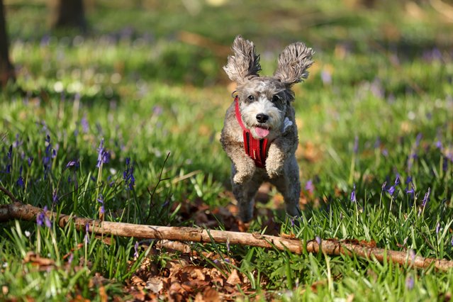 Cookie the cockapoo springing through a patch of bluebells on a sunny walk through woodland in Peterborough, Cambridgeshire, UK on April 6, 2025. (Photo by Paul Marriott Photography)