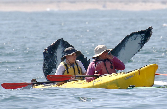 Two oblivious tourists in a Kayak miss the spectacular whales submerging behind them in Monterey Bay, California. (Photo by Jodi Frediani/Caters News Agency)