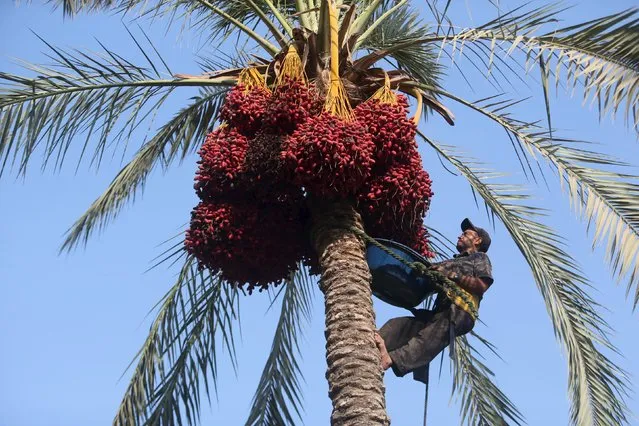 A Palestinian farmer harvests dates from a palm tree in Khan Younis in the southern Gaza Strip October 4, 2015. (Photo by Ibraheem Abu Mustafa/Reuters)