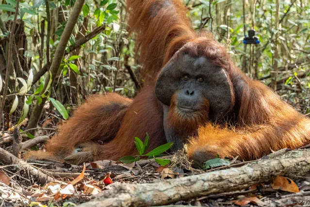 A handout photo made available by NGO International Animal Rescue (IAR) shows the release of an Orangutan in Ketapang, West Kalimantan province, Borneo, Indonsia, 18 August 2020. The orangutan, named Boncel, was released to the forest after being found on a palm plantation, the IAR said. (Photo by International Animal Rescue/EPA/EFE)