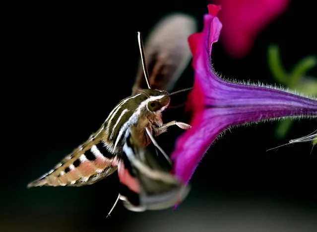 A hummingbird hawk-moth hovers as it feeds on flowers in eastern Cheyenne, Wyoming. The moth hovers while it feeds, and it makes a hummingbird-like noise as it rapidly flaps its wings. (Photo by Michael Smith/The Wyoming Tribune Eagle)