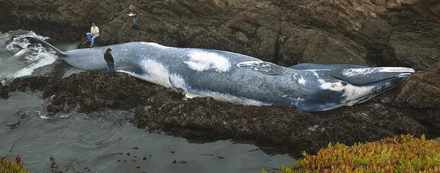 In this October 20, 2009 file photo, a 70-foot female blue whale, that officials believe was struck by a ship, is seen washed ashore on the Northern California coast, near Fort Bragg, Calif. The oceans are turning into a Darwinian topsy-turvy place, where it’s survival of the smallest and the bigger a species is, the more prone it is to die off. That’s something unheard of in Earth’s long history of mass extinctions, a new study finds. As subfamilies of marine animal species, called genera, grow larger in body size, the likelihood of them being classified as threatened with extinction, increases by an even greater amount, according to a study published Wednesday, September 14, 2016, in the journal Science. (Photo by Larry Wagner/AP Photo)
