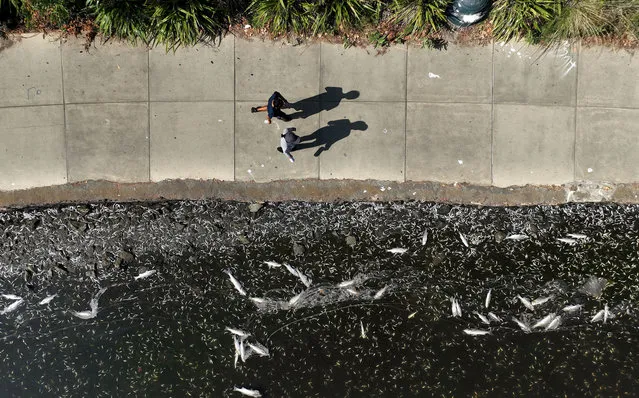 In an aerial view, hundreds of dead fish are seen floating in the waters of Lake Merritt, a tidal lagoon of the San Francisco Bay, on August 30, 2022 in Oakland, California. Tens of thousands of dead fish, including sharks, sturgeon and large striped bass, are showing up on the shores of the San Francisco Bay and its waterways as a widespread algal bloom continues more than a month after first being detected. The algae is not believed to be immediately harmful to humans but could be fatal to fish and other marine life if exposed in high concentrations. (Photo by Justin Sullivan/Getty Images)