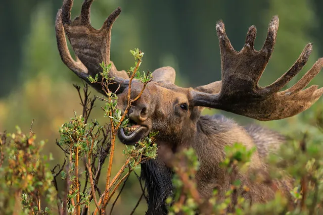 A bull Shiras moose (Alces alces shirasi) in green forest vegetation in Ward, Colorado, US on  August 29, 2020. (Photo by Steve Boice/Alamy Stock Photo)
