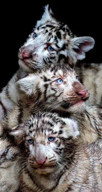 Three white tigers rest at the Serengeti-Park Zoo in Hodenhagen, Germany on January 30, 2013. (Photo by Julian Stratenschulte/DPA)