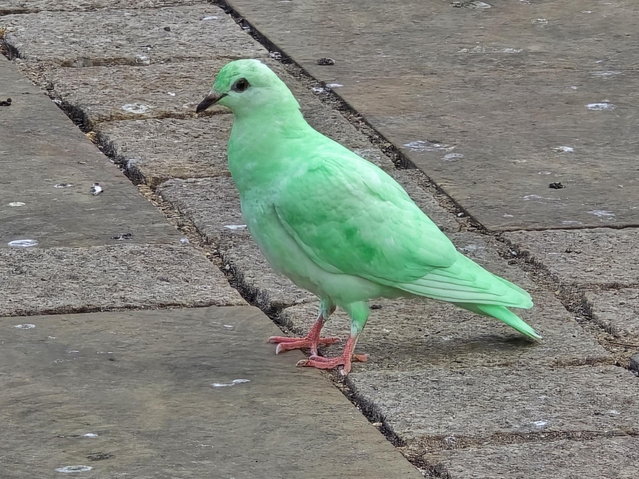 A mysterious bright green pigeon in the first decade of July 2025 has been spotted in Northampton, UK, and has become an immediate TikTok star. (Photo by Robin Hickmott/South West News Service)