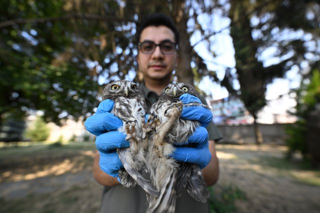 A view of 5 owlets, which are evaluated that they could not reach their nests during their flying attempts, are seen during the rehabilitation process in Duzce Branch Directorate of Nature Conservation and National Parks (DKMP) in Duzce, Turkiye on July 17, 2025. The owlets will be released to nature after the rehabilitation. (Photo by Omer Urer/Anadolu via Getty Images)