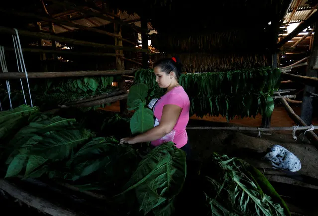 18 years-old tobacco farm worker Daidelis Gomez prepares tobacco leaves for drying while working at a tobacco farm in Pinar del Rio province, Cuba on February 28, 2018. (Photo by Reuters/Stringer)