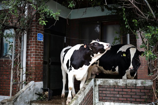 Cows take shelter on the verandah of a house damaged during torrential rain, at a cattle farm in Yesan, South Korea, on July 18, 2025. (Photo by Kim Hong-Ji/Reuters)