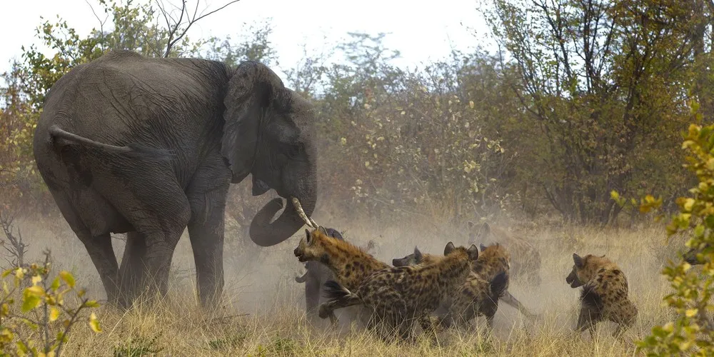 Elephant Fighting off Hyenas