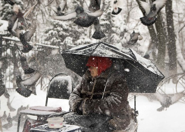 Pigeons fly past a woman begging as it snows in Almaty December 7, 2014. (Photo by Shamil Zhumatov/Reuters)