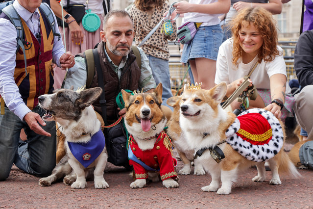 Corgis dress for the occasion outside Buckingham Palace in London on September 6, 2025 as more than 60 of the breed take part in a parade from Green Park to the Albert Memorial. (Photo by Dinendra Haria/London News Pictures)