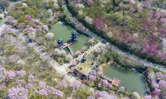 Aerial photo shows the cherry blossoms bursting into bloom in the cherry blossom valley, Hangzhou City, east China's Zhejiang Province on March 13, 2023. (Photo by Rex Features/Shutterstock)