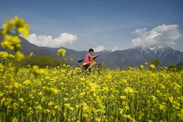 A boy walks with a bicycle alongside a mustard field on the outskirts of Srinagar on March 14, 2023. (Photo by Tauseef Mustafa/AFP Photo)