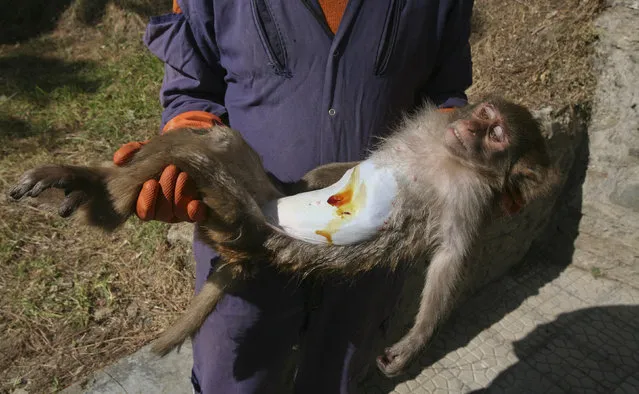 An attendant carries a monkey after its sterilization at a monkey rescue center run by forest and wildlife department Tutikandi in the northern Indian hill town of Shimla November 14, 2011. (Photo by Mukesh Gupta/Reuters)