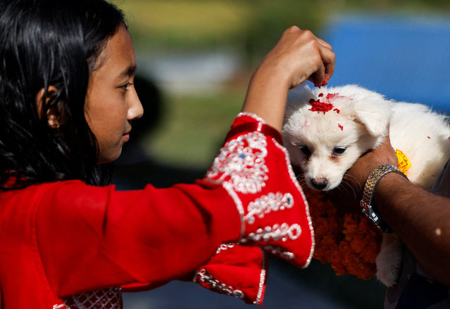 A girl offers tika to a puppy during Kukur Tihar as part of Tihar, a term used in Nepal for Diwali, in Kathmandu, Nepal, on October 20, 2025. (Photo by Navesh Chitrakar/Reuters)