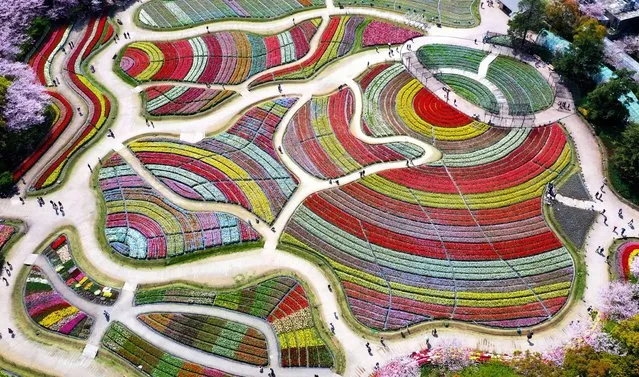 In this aerial image, full bloomed tulip field is seen at Nabana no Sato on April 3, 2023 in Kuwana, Mie, Japan. (Photo by The Asahi Shimbun via Getty Images)