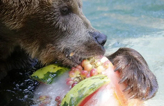 A grizzly bear eats a frozen fruits during a hot summer day at Rio de Janeiro's zoo January 13, 2015. (Photo by Sergio Moraes/Reuters)
