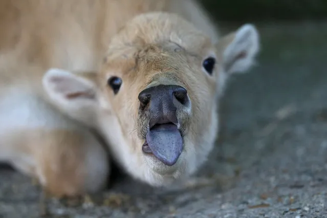 A recently born rare white bison is seen in a zoo in Belgrade, Serbia May 31, 2018. (Photo by Djordje Kojadinovic/Reuters)