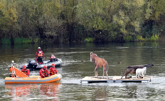 Participants rescue a survivor from a float with animal models during a rescue practice at the International field exercise “Crna Gora 2016”, in the village of Plavnica, about 10 kilometers (6 miles) south of the Montenegro capital Podgorica, Thursday, November 3, 2016. NATO Deputy Secretary-General Rose Gottemoeller says that she expects that the tiny Balkan country will become a member in spring 2017, despite strong opposition from Russia. (Photo by Risto Bozovic/EPA)