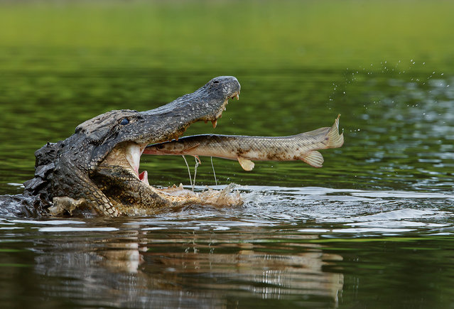 “Down the Hatch!” American Alligator downing a Florida gar. Location: Myakka River State Park, Sarasota, FL. (Photo and caption by Marina Scarr/National Geographic Traveler Photo Contest)
