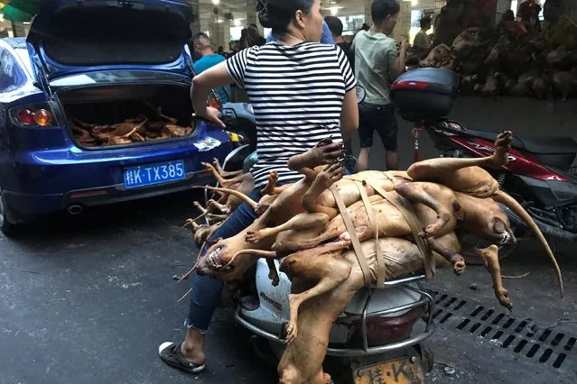 Butchered dogs are transported to a vendor's stall at a market during the local dog meat festival in Yulin, Guangxi Zhuang Autonomous Region, China on June 21, 2018. (Photo by Tyrone Siu/Reuters)