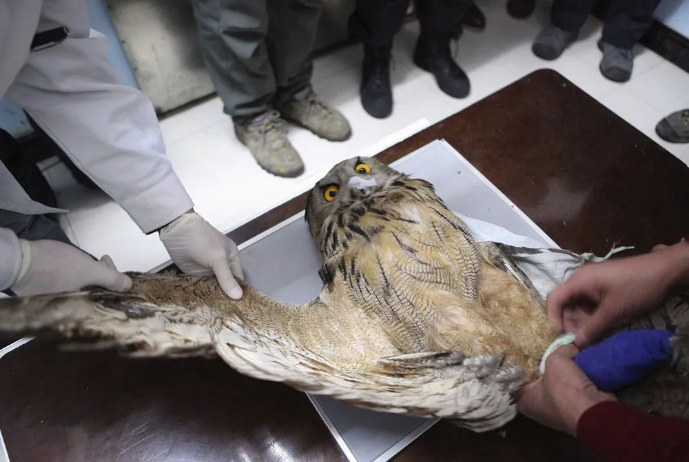 The Week in Pictures: Animals, January 16 – January 22, 2015