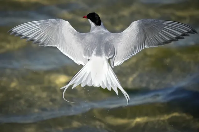 A tern flies over the water in the seaport of Tallinn, Estonia, Monday, June 19, 2023. (Photo by Sergei Grits/AP Photo)