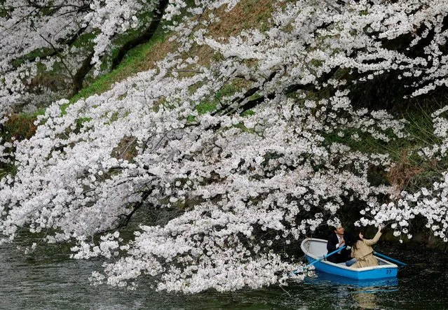 Visitors ride a boat next to blooming cherry blossoms at Chidorigafuchi Park in Tokyo, Japan, March 27, 2021. (Photo by Kim Kyung-Hoon/Reuters)