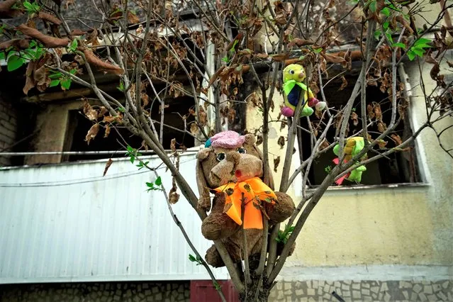 Toys hang on a tree in front of a damaged residential building in Shebekino, Belgorod region, Russia, 02 July 2023. (Photo by EPA/EFE/Stringer)