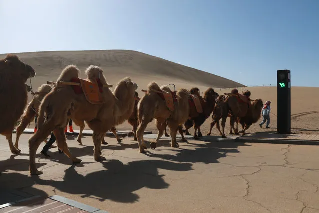 A traffic light for camels is seen at the Mingsha Mountain and Crescent Spring scenic spot on April 11, 2021 in Dunhuang, Gansu Province of China. When the traffic light for camels turns green, farmers will lead their camels to cross the road. (Photo by Zhang Xiaoliang/VCG via Getty Images)