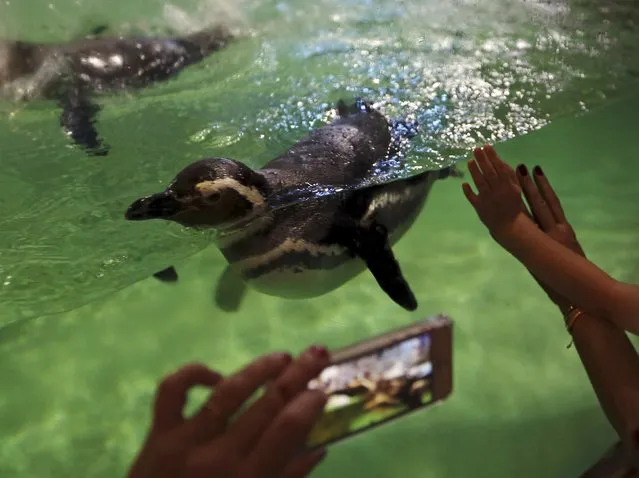 Visitors take photos of Magellanic penguins at the Sao Paulo Aquarium in Sao Paulo, Brazil, January 4, 2016. (Photo by Paulo Whitaker/Reuters)