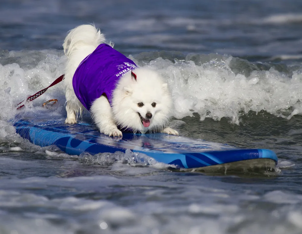 Surf Dog Surf-A-Thon 2013 by Photographer Nathan Rupert